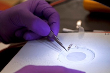 Новые транзисторы можно будет имплантировать в живую ткань человека