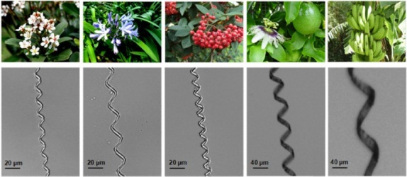 Наномоторы на основе различных растений